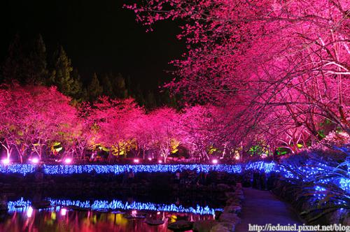 Taiwan Cherry Blossom Lake preview image